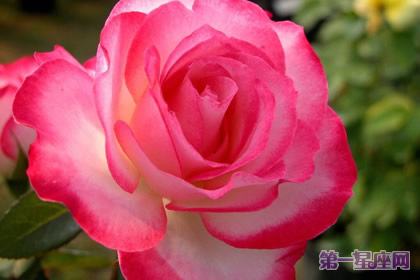 详解:三色月季象征着什么?