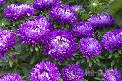 8月11日生日花:翠菊,生日花语贞操