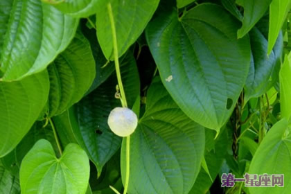 8月15日生日花:黄药子,生日花语乡愁