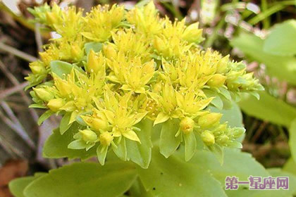 8月28日花语:秋麒麟草,生日花语起伏