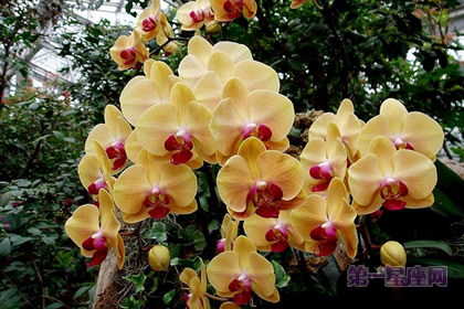 蝴蝶兰花语:我爱你幸福向你飞来