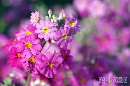 花语:西洋樱草,生日花语孤寂