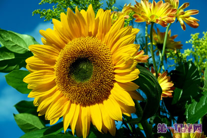 花语:向日葵,生日花语明朗