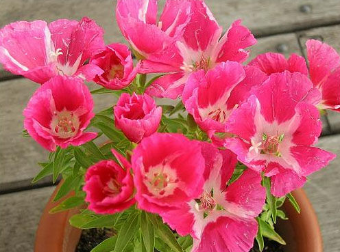 古代稀大多分布在哪？