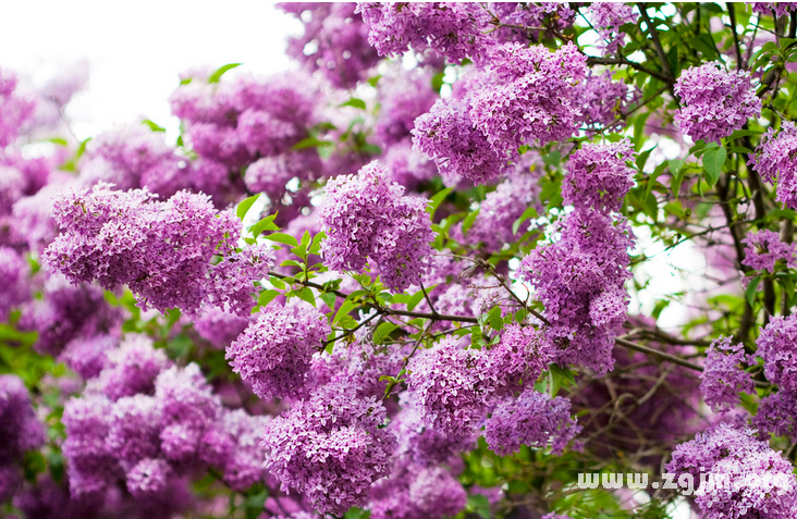 丁香花花语