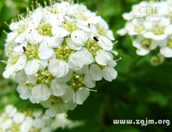 绣线菊花语