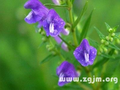香水草的花语