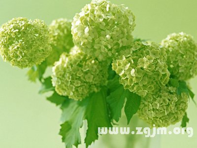 绣球花的花语