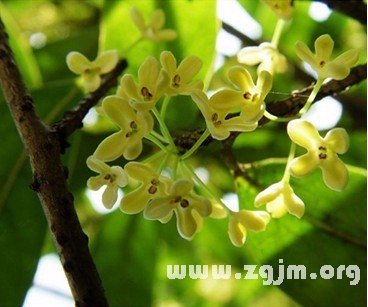 鹿舌草的花语