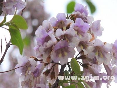 桐花的花语