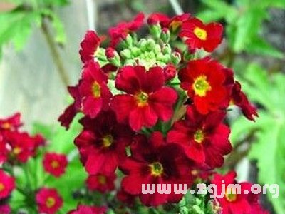 红樱草的花语
