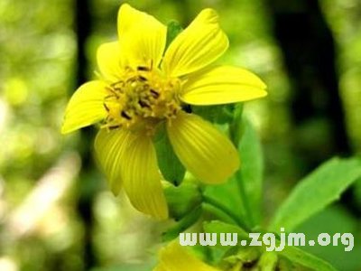 熊掌花的花语