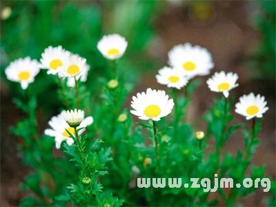 小白菊花语
