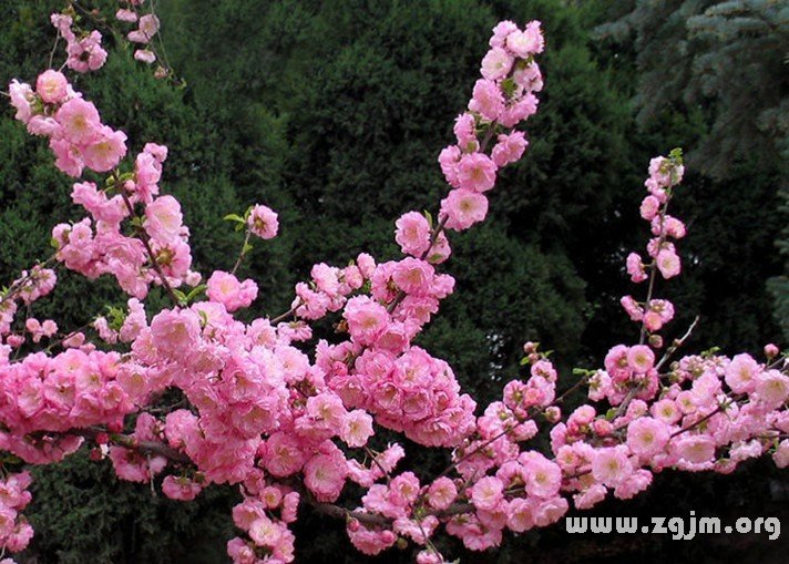榆叶梅的花语