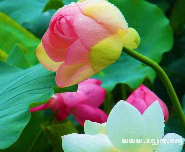 荷花的花语
