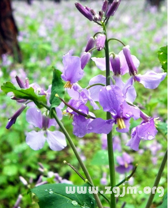 二月兰花语