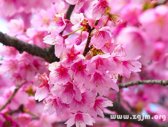 冬樱花的花语