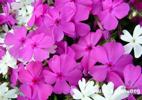 西洋薇花语