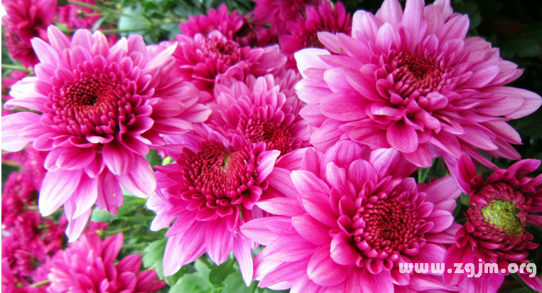 菊花的花语