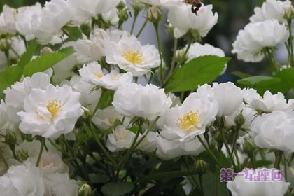 茶糜花
