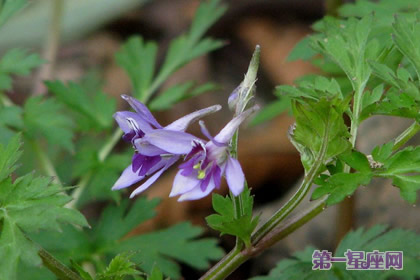 还亮草