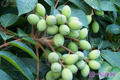 橄榄枝