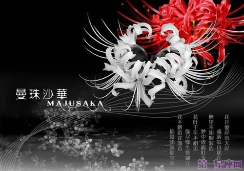 不同颜色彼岸花花语及图片大全