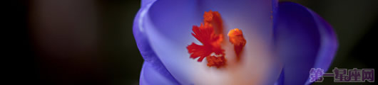 海棠花的花语是什么？