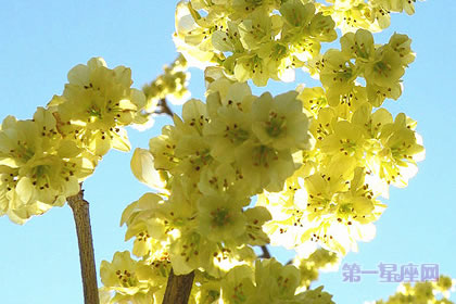 1月4日生日花：榛圣，生日花语和解
