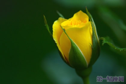 黄玫瑰花语大全