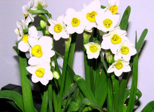 水仙花