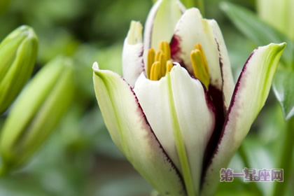 百合花语