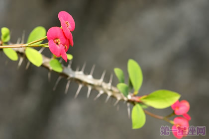 虎刺梅的花语是什么
