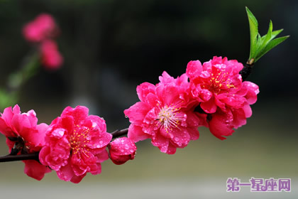 一月梅花