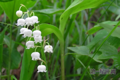 各种兰花花语