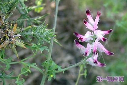 11月7日花语：烟雾花，生日花语先驱