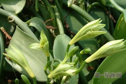 花语大全：香子兰的花语寓意