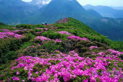 羊角花花语