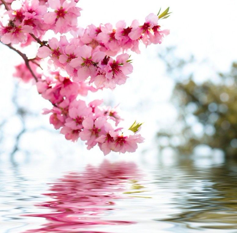 樱花