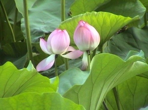 莲花