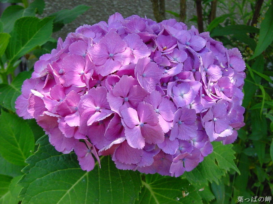 八仙花花语