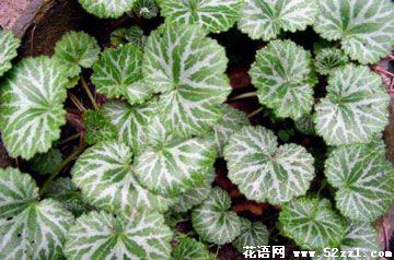 虎耳草