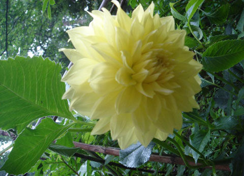 昙花