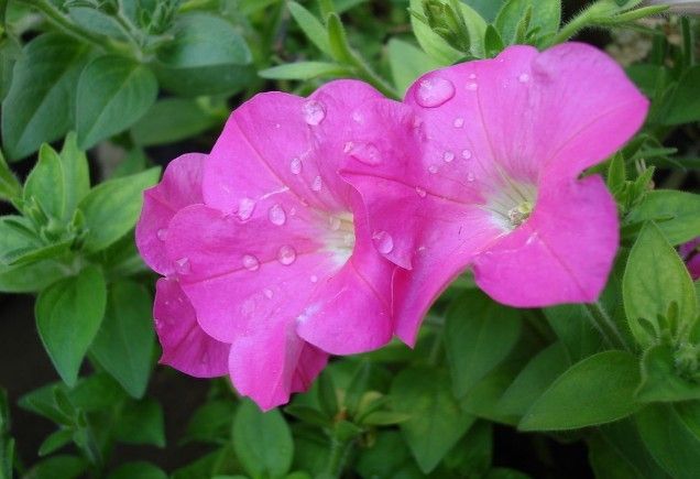 牵牛花花语